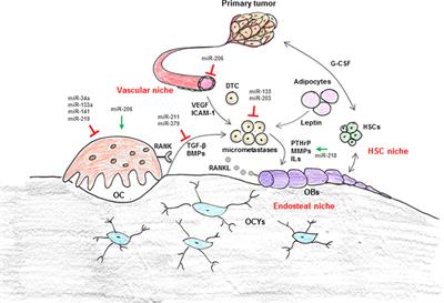 Targeting the Metastatic Bone Microenvironment by MicroRNAs